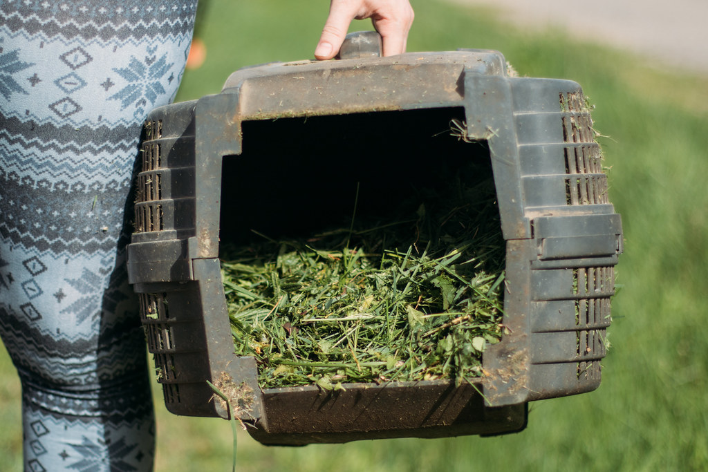 Person holding a lawn mower grass catcher full of fresh green clippings